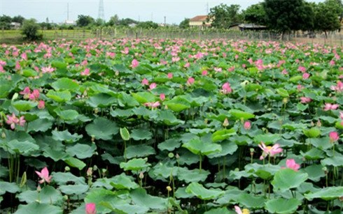 nam than ke chuyen lam an cua nhung nguoi tuoi khi hinh anh 2