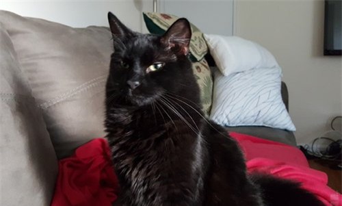 5 meo hay ho tro quay video “chat” tren smartphone android hinh anh 3