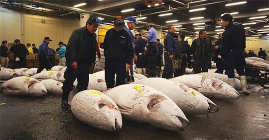 cá ngừ, thủ đô Tokyo, trứng cá muối, đấu giá cá ngừ, cá ngừ vây xanh, Nhật Bản, chợ cá