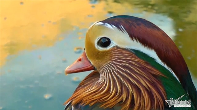 vịt uyên ương, quà tặng Valentine, quà tặng Valentine 2016, quà tặng lễ tình nhân, ngày lễ tình nhân