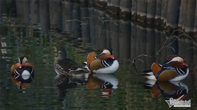 vịt uyên ương, quà tặng Valentine, quà tặng Valentine 2016, quà tặng lễ tình nhân, ngày lễ tình nhân