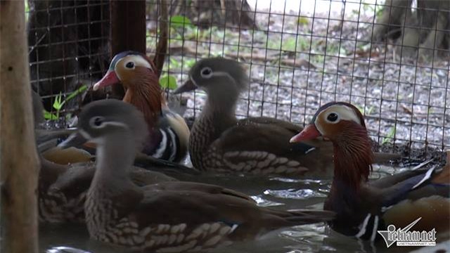 vịt uyên ương, quà tặng Valentine, quà tặng Valentine 2016, quà tặng lễ tình nhân, ngày lễ tình nhân