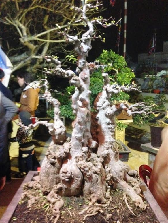 chợ Viềng, chợ âm phủ, Nam Định, cây cảnh, mai chiếu thủy, Phủ Giầy