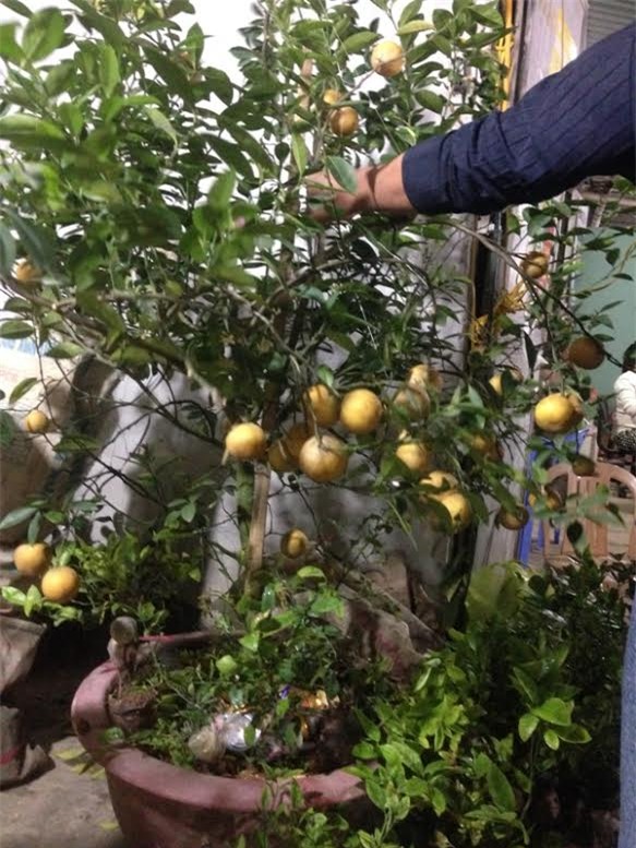 chợ Viềng, chợ âm phủ, Nam Định, cây cảnh, mai chiếu thủy, Phủ Giầy