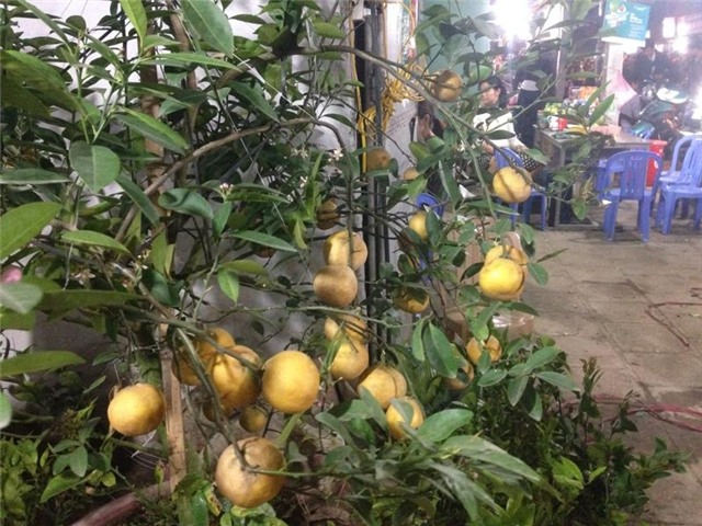 chợ Viềng, chợ âm phủ, Nam Định, cây cảnh, mai chiếu thủy, Phủ Giầy