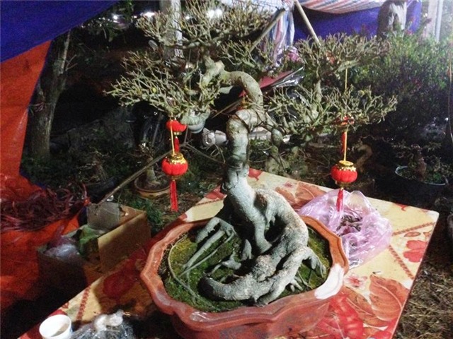 chợ Viềng, chợ âm phủ, Nam Định, cây cảnh, mai chiếu thủy, Phủ Giầy