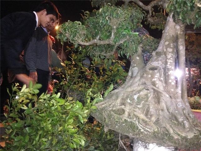 chợ Viềng, chợ âm phủ, Nam Định, cây cảnh, mai chiếu thủy, Phủ Giầy