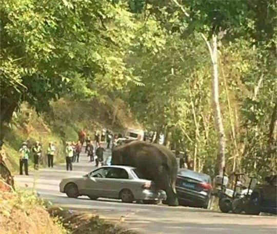 Thất tình, voi đập phá 15 chiếc xe để "giải khuây"