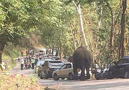 Thất tình, voi đập phá 15 chiếc xe để "giải khuây"