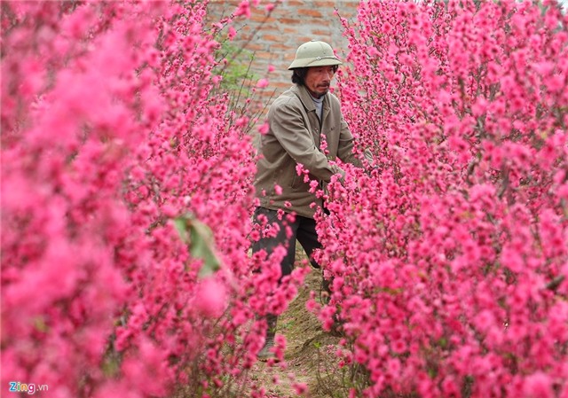 Đào quất vẫn rực rỡ sau Tết, nông dân khóc ròng