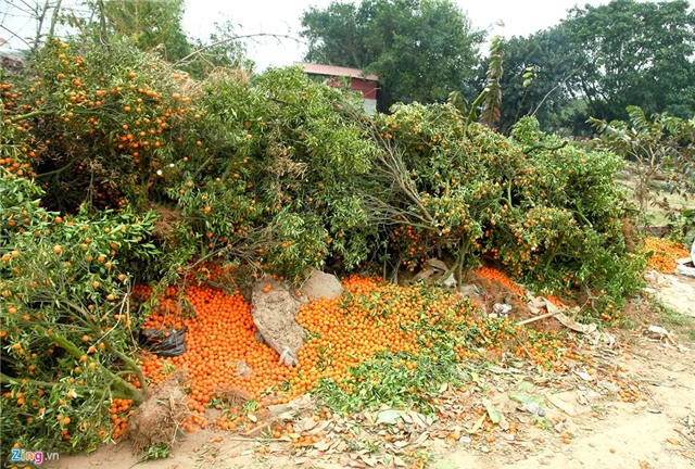Đào quất vẫn rực rỡ sau Tết, nông dân khóc ròng