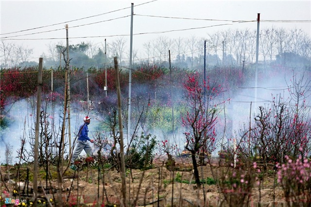 Đào quất vẫn rực rỡ sau Tết, nông dân khóc ròng