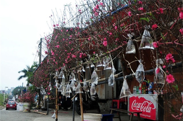 thu choi hoa dao ram thang gieng doc dao cua nguoi ha noi hinh anh 2