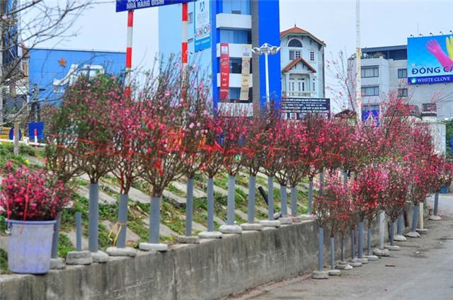 thu choi hoa dao ram thang gieng doc dao cua nguoi ha noi hinh anh 3