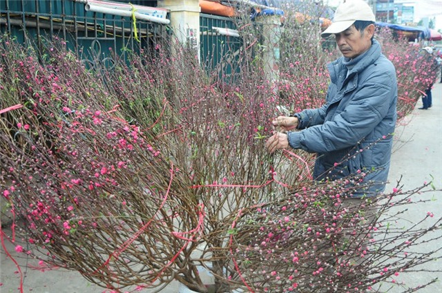 thu choi hoa dao ram thang gieng doc dao cua nguoi ha noi hinh anh 5