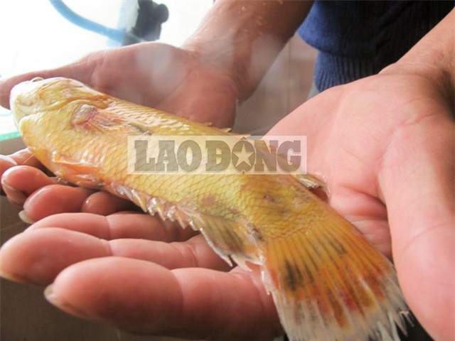 Con cá rô vàng quý hiếm 10 triệu không bán