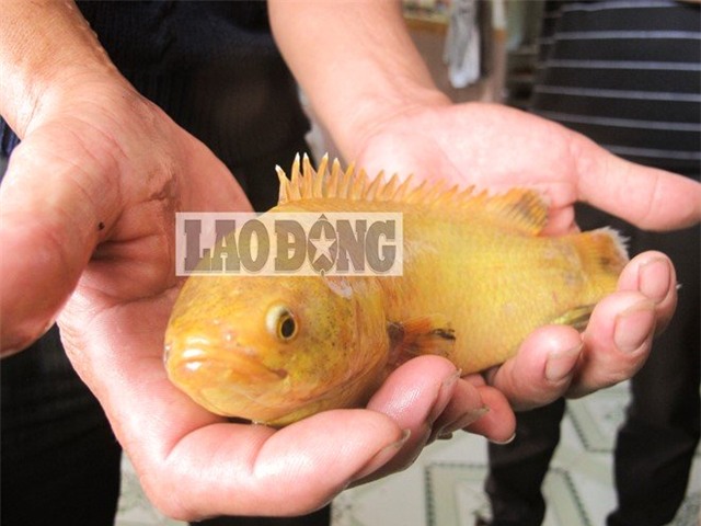 Con cá rô vàng quý hiếm 10 triệu không bán