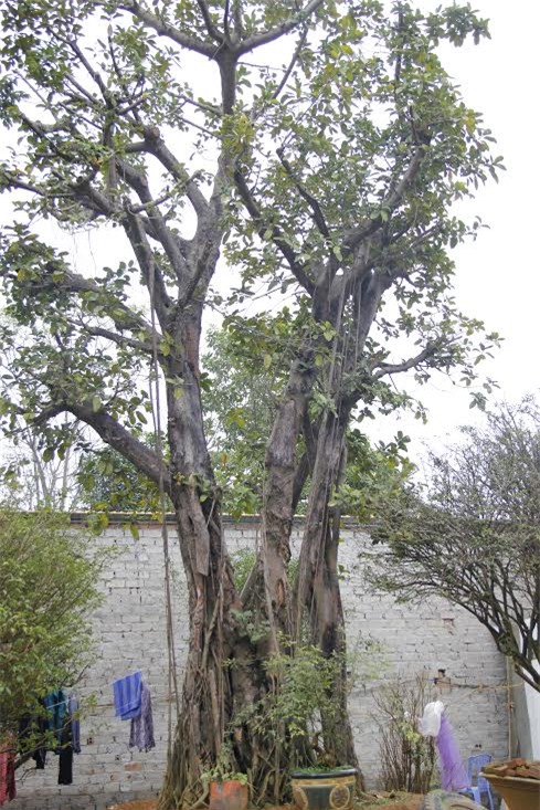 chợ cây, bong bóng mát, cây cổ thụ, dáng độc lạ, đại gia, trồng cây, chi tiền tỷ, vài chục tỷ, tài sản