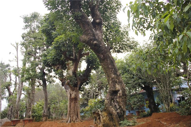 chợ cây, bong bóng mát, cây cổ thụ, dáng độc lạ, đại gia, trồng cây, chi tiền tỷ, vài chục tỷ, tài sản