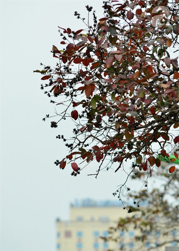 Chùm ảnh Hà Nội bất ngờ đẹp mơ màng mùa lá bằng lăng đỏ