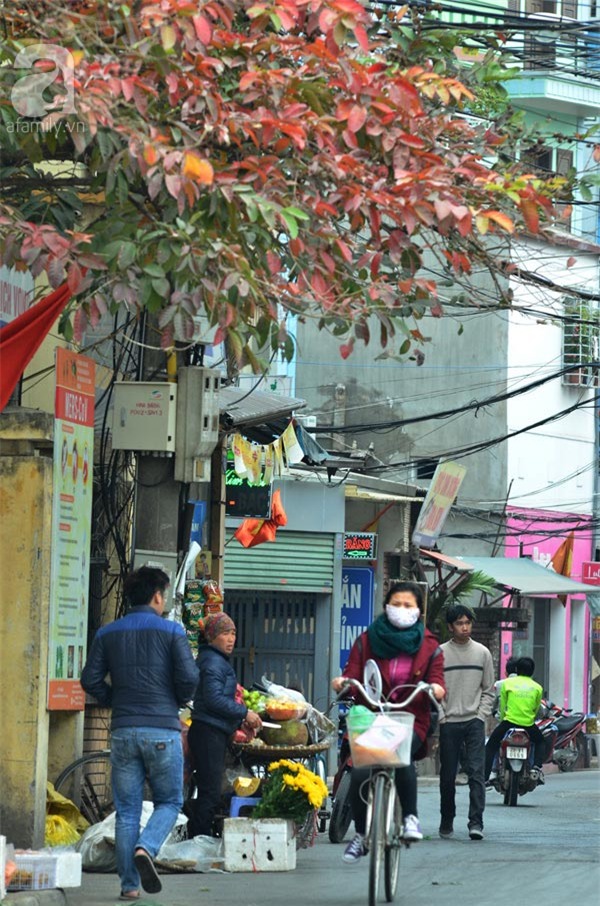 Chùm ảnh Hà Nội bất ngờ đẹp mơ màng mùa lá bằng lăng đỏ