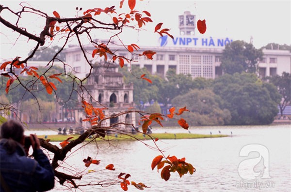 Chùm ảnh Hà Nội bất ngờ đẹp mơ màng mùa lá bằng lăng đỏ