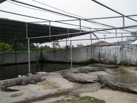cá sấu , Trung Quốc