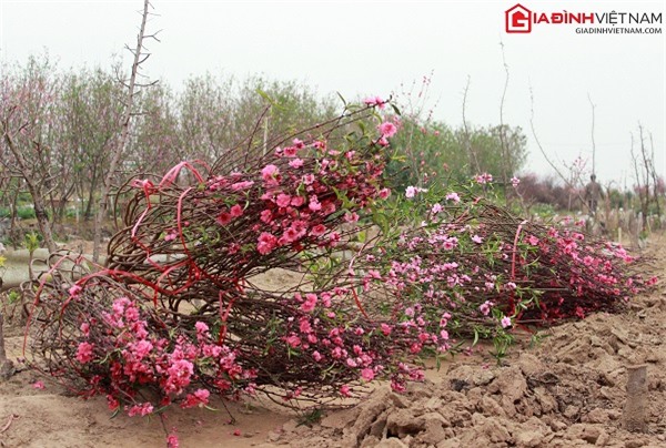 Tết, đào Nhật Tân, hoa đào sau tết, rằm tháng giêng