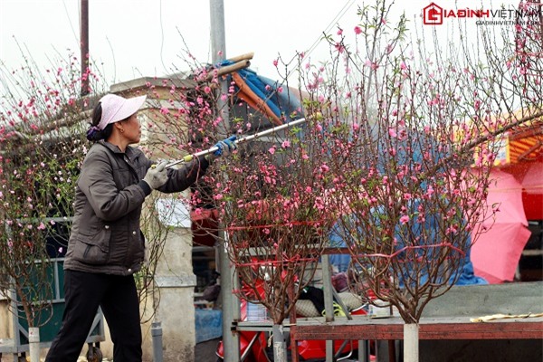 Tết, đào Nhật Tân, hoa đào sau tết, rằm tháng giêng