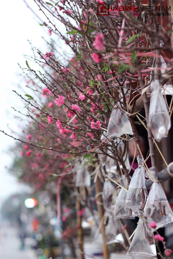 Tết, đào Nhật Tân, hoa đào sau tết, rằm tháng giêng