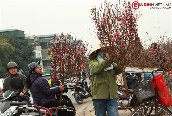 Tết, đào Nhật Tân, hoa đào sau tết, rằm tháng giêng
