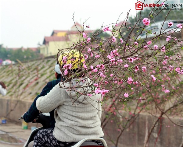 Tết, đào Nhật Tân, hoa đào sau tết, rằm tháng giêng