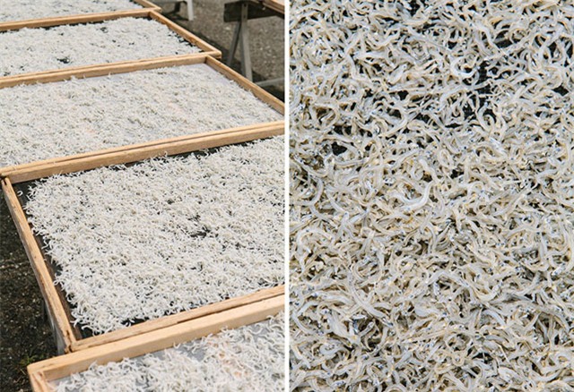 cá cơm, cá cơm bao tử, nhà giàu Việt, giải ngấy sau Tết, Tết, đặc sản, cá cơm Nhật Bản, cá cơm xách tay