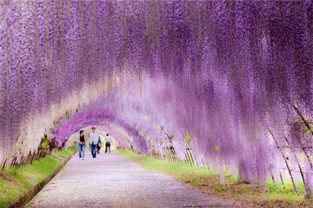 23055-700-1455794940-kawachi-fuji-garden-wisteria-tunnel-kitakyushu-japan-4.jpg