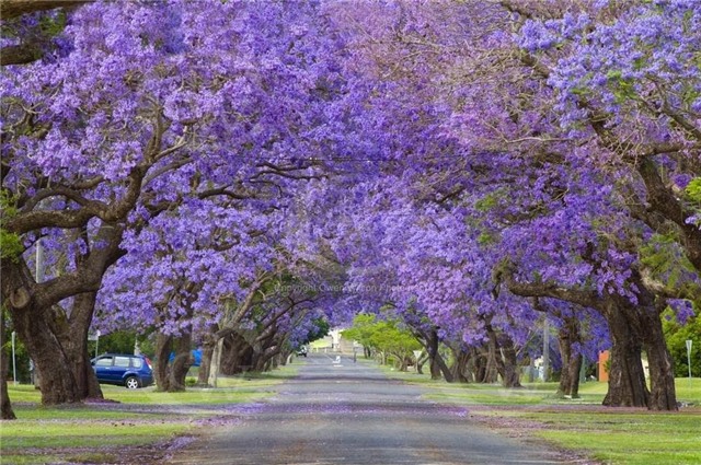 22905-1000-1455794940-NNSW0010JacarandaTreesGrafton_DSC2021.jpg