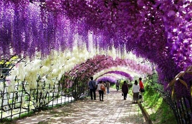 23005-700-1455794940-Wisteria-Tunnel-004__700.jpg