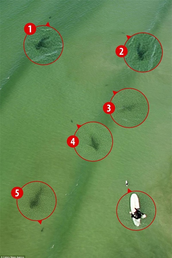 Kinh hoàng khoảnh khắc cô gái trẻ bị 5 con cá mập khổng lồ bao vây giữa biển khơi - Ảnh 1.
