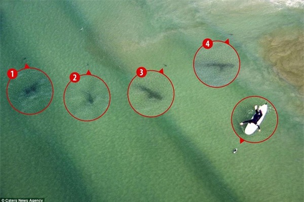 Kinh hoàng khoảnh khắc cô gái trẻ bị 5 con cá mập khổng lồ bao vây giữa biển khơi - Ảnh 2.