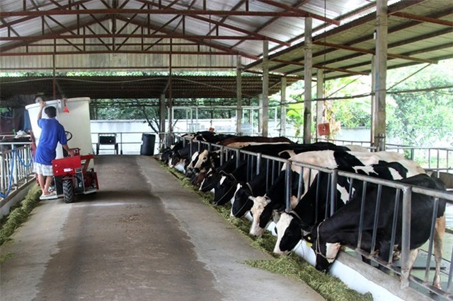 Nông dân nuôi bò ở Củ Chi vẫn chờ được bán sữa 