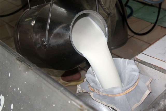 Nông dân nuôi bò ở Củ Chi vẫn chờ được bán sữa