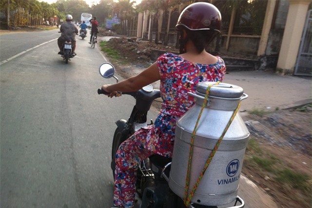 Nông dân nuôi bò ở Củ Chi vẫn chờ được bán sữa