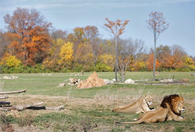8 vườn thú có quy mô khổng lồ nhất thế giới