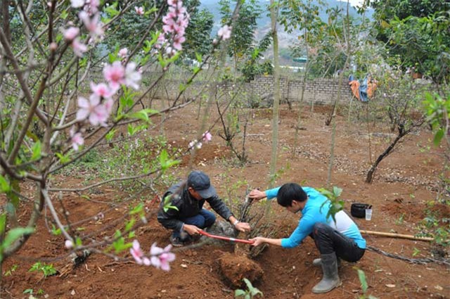 ban goc dao gia tien trieu, nong dan “hai loc” sau tet hinh anh 1