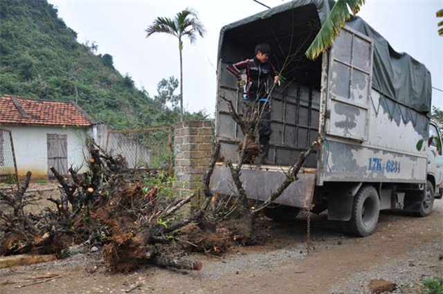 ban goc dao gia tien trieu, nong dan “hai loc” sau tet hinh anh 3