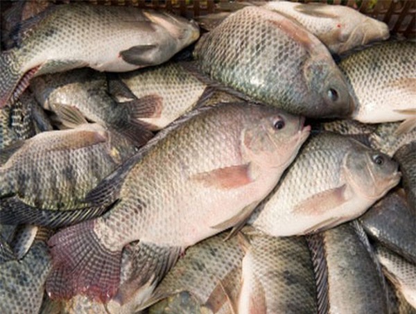Cá rô phi có nhiều tác dụng nhưng cẩn thận khi ăn. Ảnh minh họa