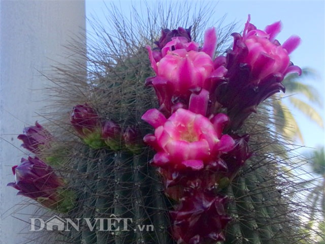 xương rồng nam mỹ, xương rồng kim lăng trụ, nghệ nhân hai khanh, giống xương rồng kim lăng trụ, xương rồng Mexico, xương rồng khổng lồ