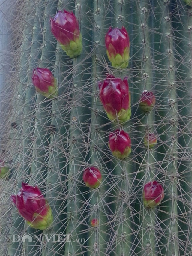 xương rồng nam mỹ, xương rồng kim lăng trụ, nghệ nhân hai khanh, giống xương rồng kim lăng trụ, xương rồng Mexico, xương rồng khổng lồ