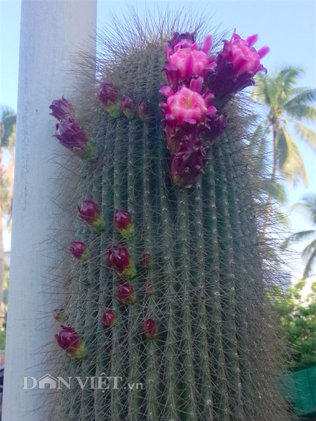 xương rồng nam mỹ, xương rồng kim lăng trụ, nghệ nhân hai khanh, giống xương rồng kim lăng trụ, xương rồng Mexico, xương rồng khổng lồ