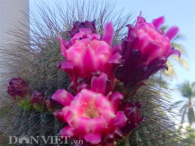 xương rồng nam mỹ, xương rồng kim lăng trụ, nghệ nhân hai khanh, giống xương rồng kim lăng trụ, xương rồng Mexico, xương rồng khổng lồ