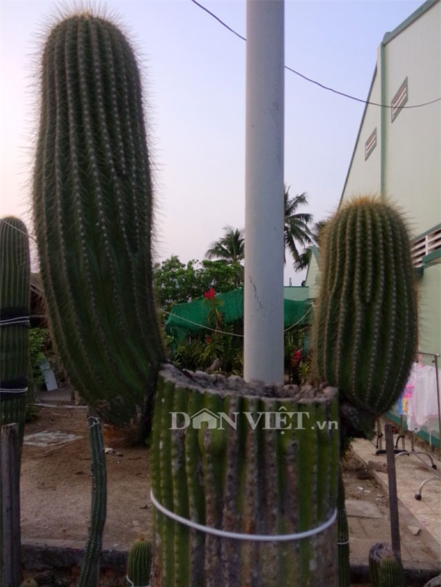 xương rồng nam mỹ, xương rồng kim lăng trụ, nghệ nhân hai khanh, giống xương rồng kim lăng trụ, xương rồng Mexico, xương rồng khổng lồ